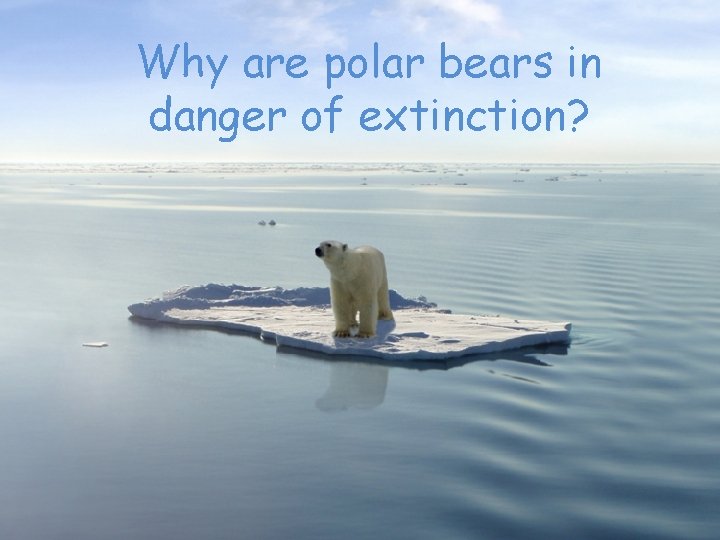 Why are polar bears in danger of extinction? 