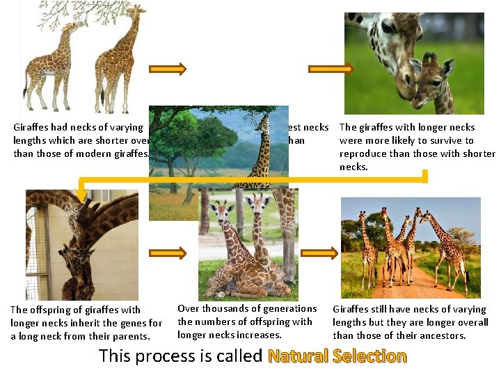 The giraffes with the longest necks The giraffes with longer necks Giraffes had necks