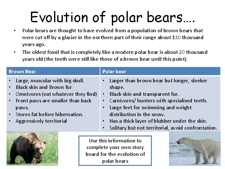 Evolution of polar bears…. • • Polar bears are thought to have evolved from