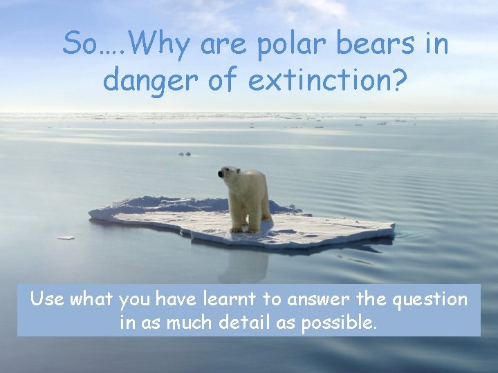 So…. Why are polar bears in danger of extinction? Use what you have learnt