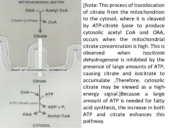 [Note: This process of translocation of citrate from the mitochondrion to the cytosol, where