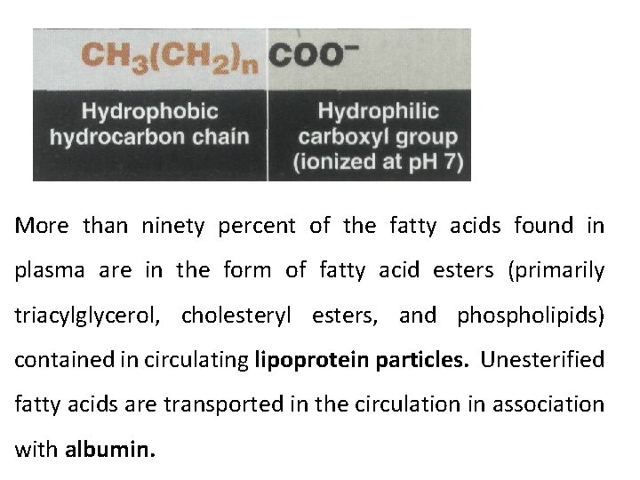 More than ninety percent of the fatty acids found in plasma are in the