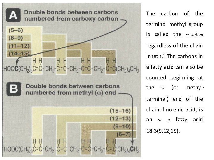 The carbon of the terminal methyl group is called the w-carbon regardless of the