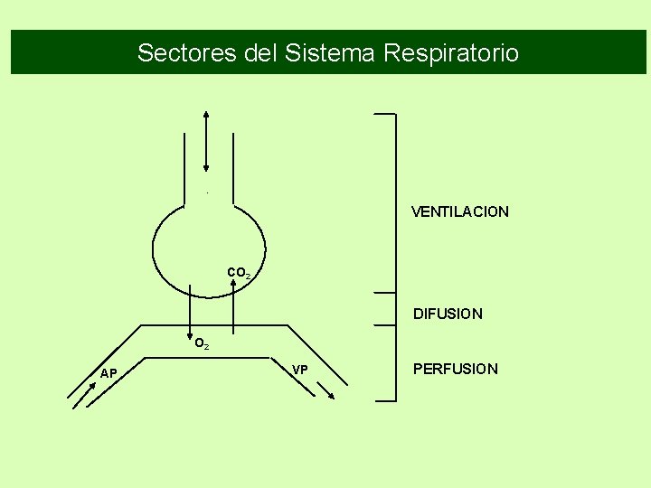 Sectores del Sistema Respiratorio VENTILACION CO 2 DIFUSION O 2 AP VP PERFUSION 