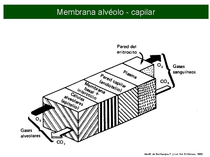 alvéolo - capilar Esquema. Membrana de la membrana Modif. de Bevilacqua F. y col.