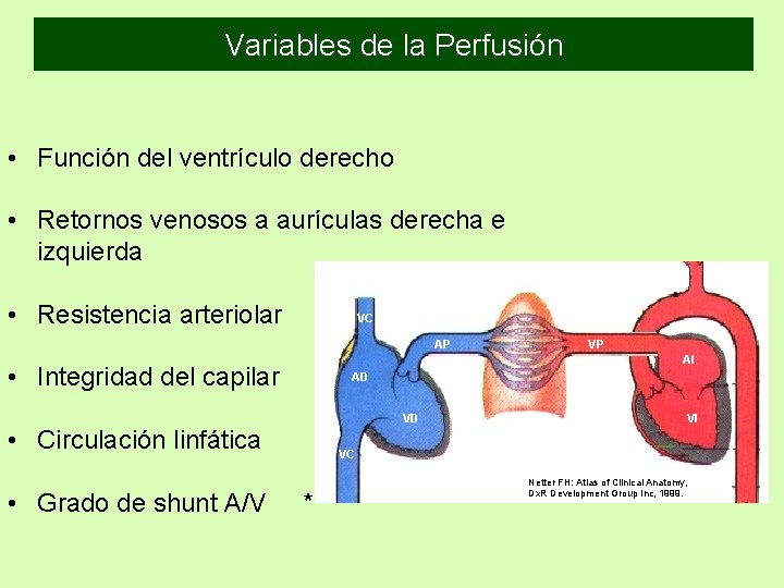 Variables de la Perfusión • Función del ventrículo derecho • Retornos venosos a aurículas