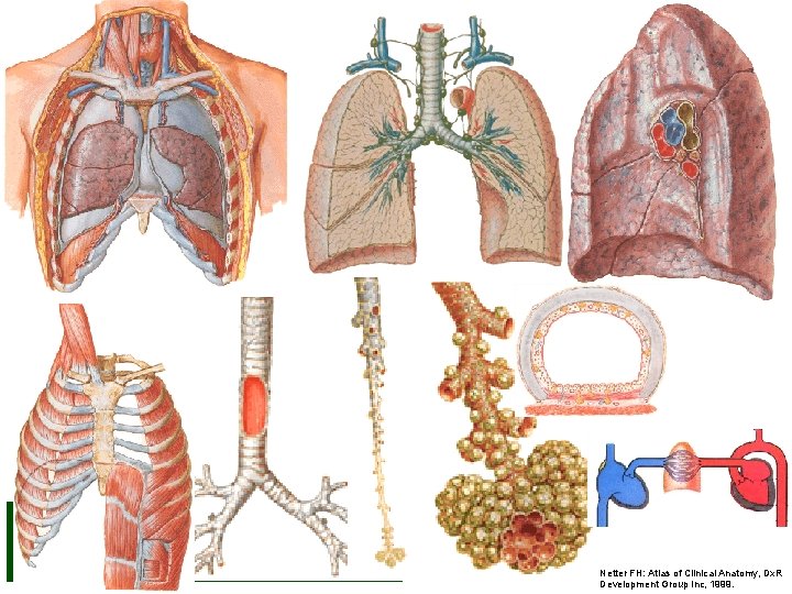 Netter FH: Atlas of Clinical Anatomy, Dx. R Development Group Inc, 1999. 