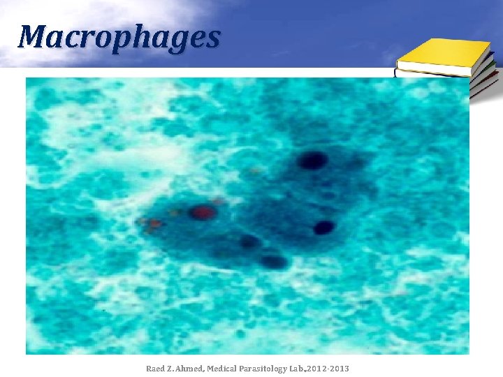 Macrophages Raed Z. Ahmed, Medical Parasitology Lab. , 2012 -2013 