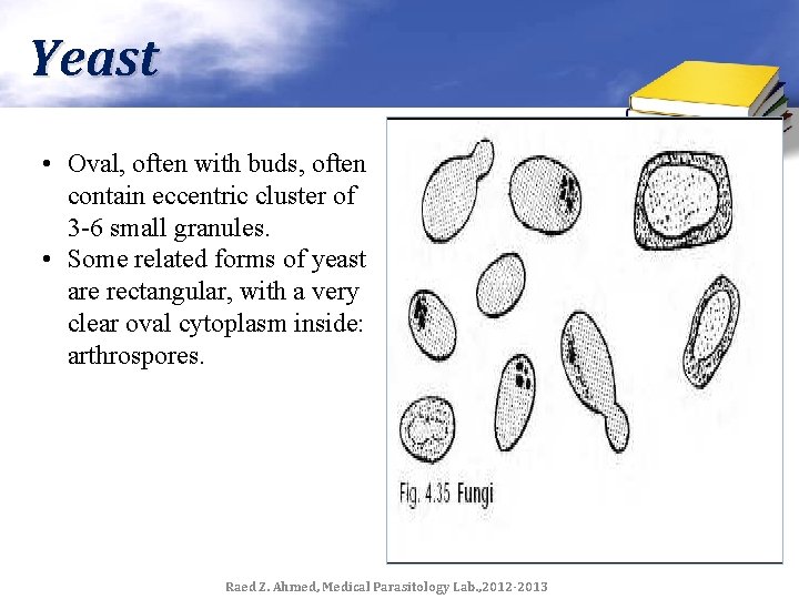 Yeast • Oval, often with buds, often contain eccentric cluster of 3 -6 small