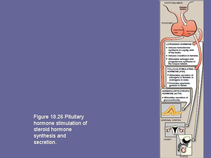 Figure 18. 26 Pituitary hormone stimulation of steroid hormone synthesis and secretion. 