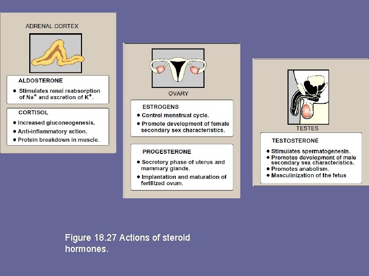 Figure 18. 27 Actions of steroid hormones. 