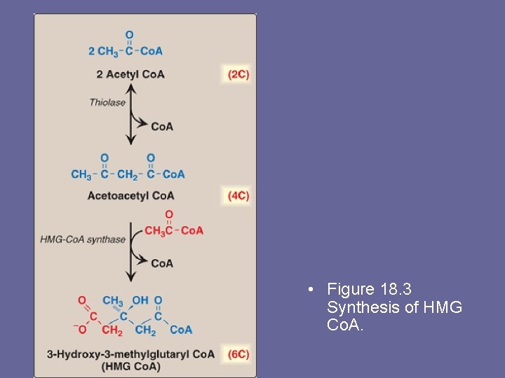  • Figure 18. 3 Synthesis of HMG Co. A. 