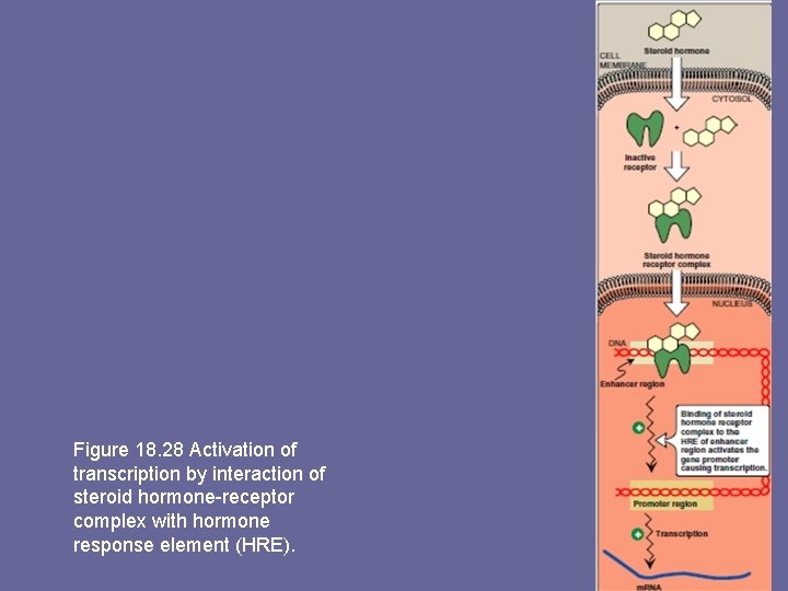 Figure 18. 28 Activation of transcription by interaction of steroid hormone-receptor complex with hormone