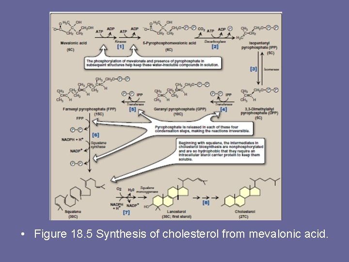  • Figure 18. 5 Synthesis of cholesterol from mevalonic acid. 