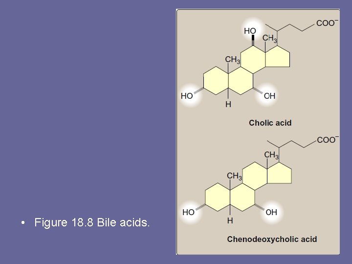  • Figure 18. 8 Bile acids. 