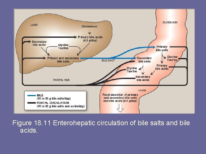 Figure 18. 11 Enterohepatic circulation of bile salts and bile acids. 