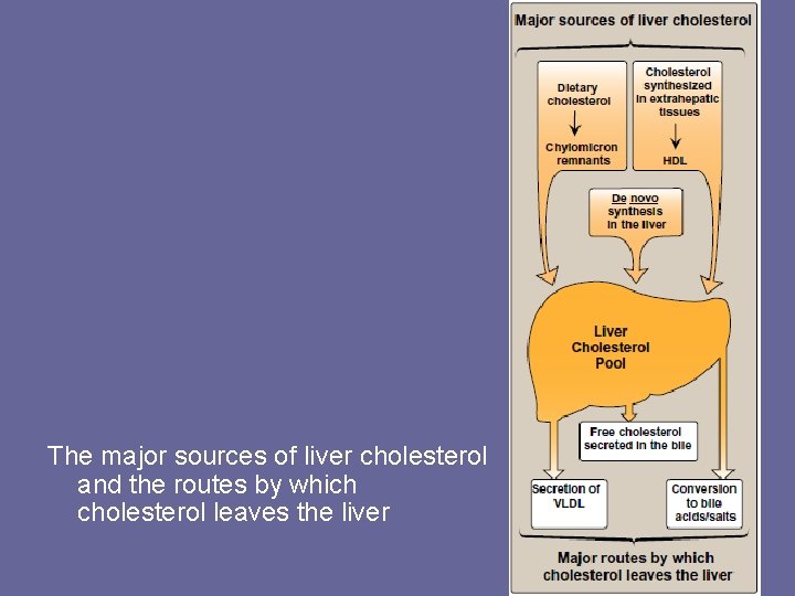 The major sources of liver cholesterol and the routes by which cholesterol leaves the