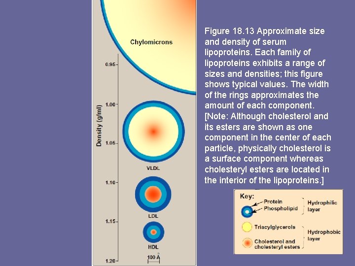 Figure 18. 13 Approximate size and density of serum lipoproteins. Each family of lipoproteins