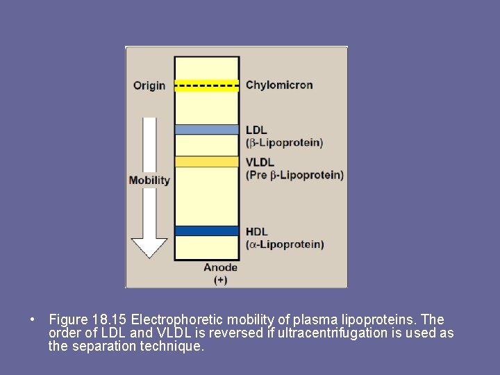  • Figure 18. 15 Electrophoretic mobility of plasma lipoproteins. The order of LDL