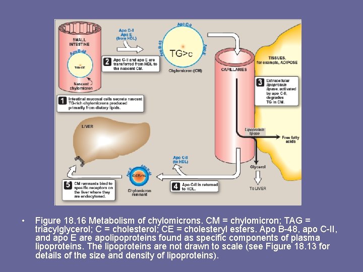  • Figure 18. 16 Metabolism of chylomicrons. CM = chylomicron; TAG = triacylglycerol;