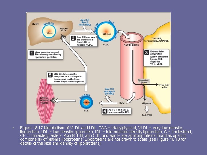  • Figure 18. 17 Metabolism of VLDL and LDL. TAG = triacylglycerol; VLDL