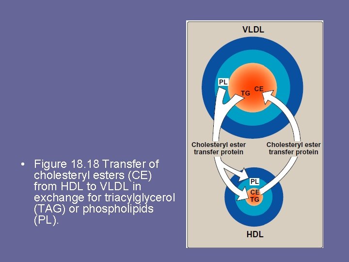  • Figure 18. 18 Transfer of cholesteryl esters (CE) from HDL to VLDL