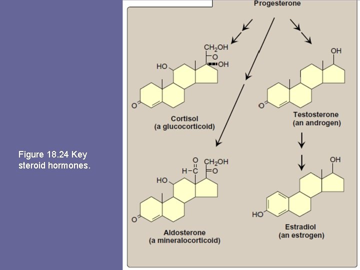 Figure 18. 24 Key steroid hormones. 