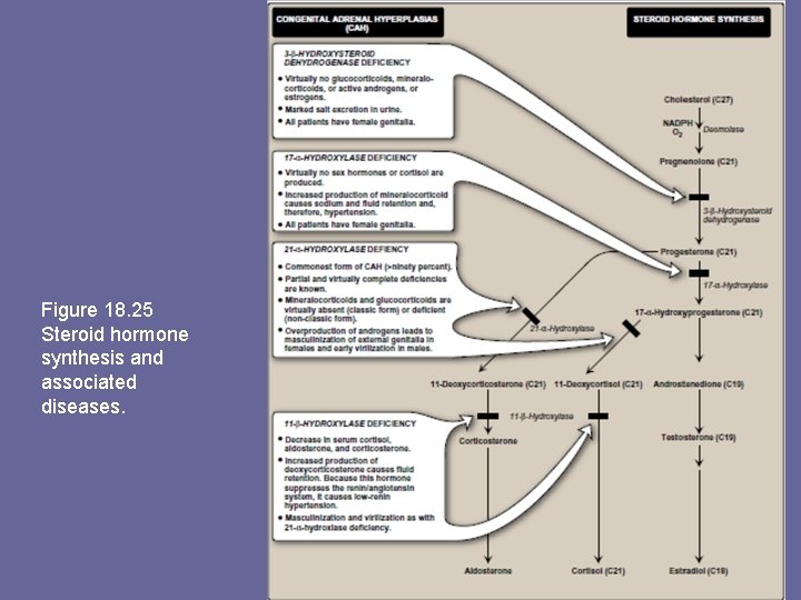 Figure 18. 25 Steroid hormone synthesis and associated diseases. 