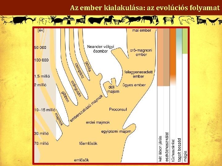 Az ember kialakulása: az evolúciós folyamat 