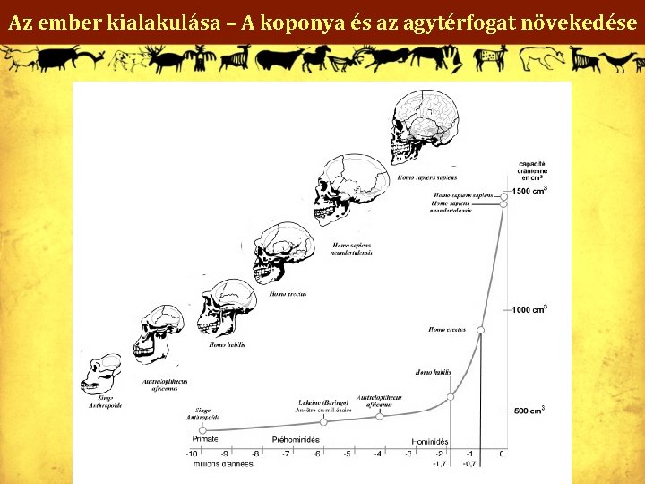 Az ember kialakulása – A koponya és az agytérfogat növekedése 