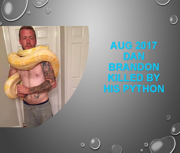 AUG 2017 DAN BRANDON KILLED BY HIS PYTHON 