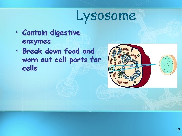 Lysosome • Contain digestive enzymes • Break down food and worn out cell parts