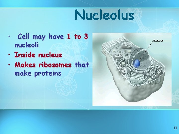 Nucleolus • Cell may have 1 to 3 nucleoli • Inside nucleus • Makes