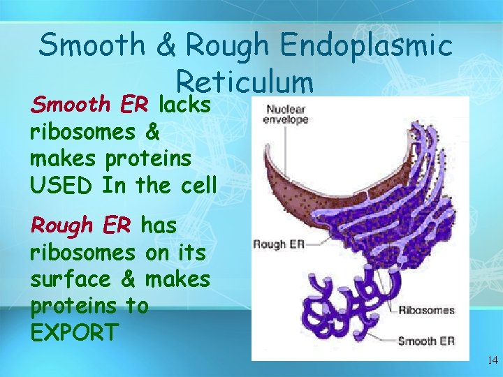 Smooth & Rough Endoplasmic Reticulum Smooth ER lacks ribosomes & makes proteins USED In