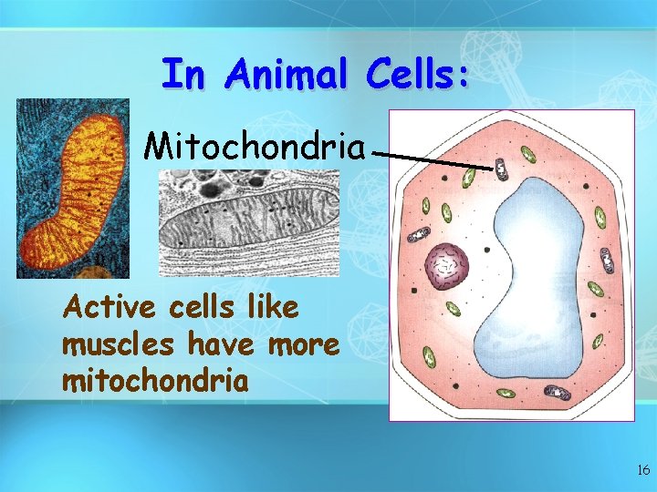 In Animal Cells: Mitochondria Active cells like muscles have more mitochondria 16 