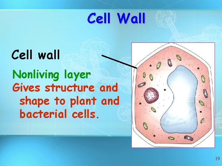 Cell Wall Cell wall Nonliving layer Gives structure and shape to plant and bacterial