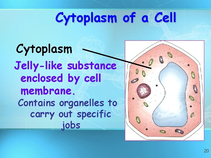 Cytoplasm of a Cell Cytoplasm Jelly-like substance enclosed by cell membrane. Contains organelles to