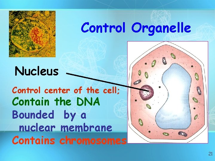 Control Organelle Nucleus Control center of the cell; Contain the DNA Bounded by a