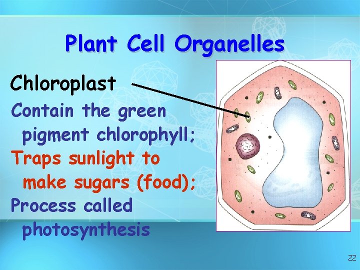 Plant Cell Organelles Chloroplast Contain the green pigment chlorophyll; Traps sunlight to make sugars