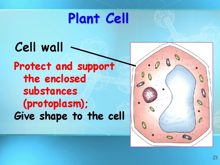 Plant Cell wall Protect and support the enclosed substances (protoplasm); Give shape to the