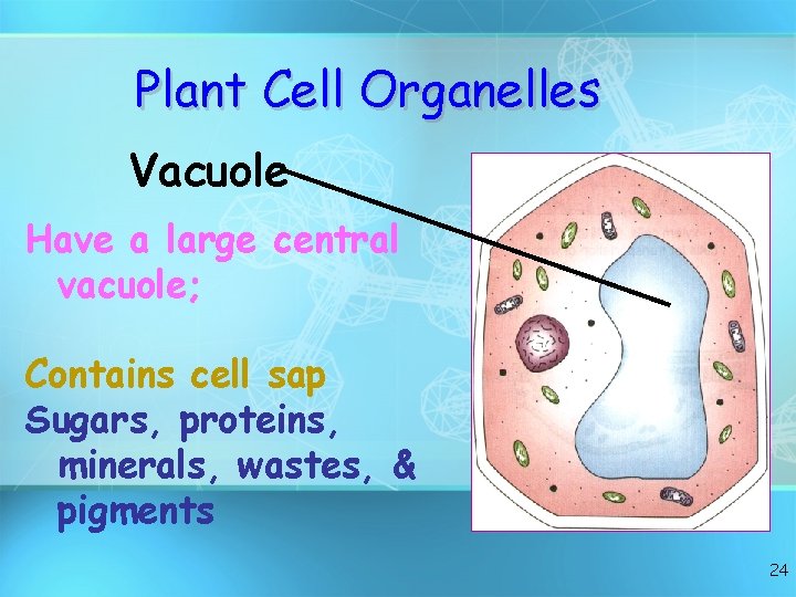 Plant Cell Organelles Vacuole Have a large central vacuole; Contains cell sap Sugars, proteins,