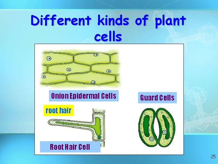 Different kinds of plant cells Onion Epidermal Cells Guard Cells root hair Root Hair