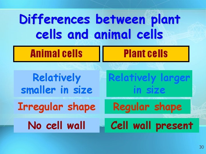 Differences between plant cells and animal cells Animal cells Plant cells Relatively smaller in