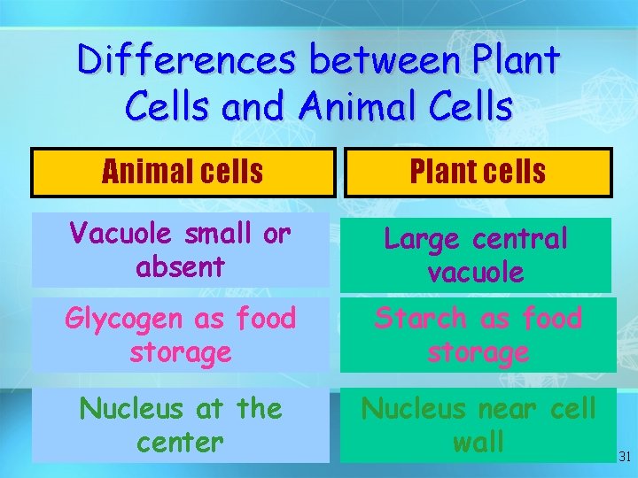 Differences between Plant Cells and Animal Cells Animal cells Plant cells Vacuole small or