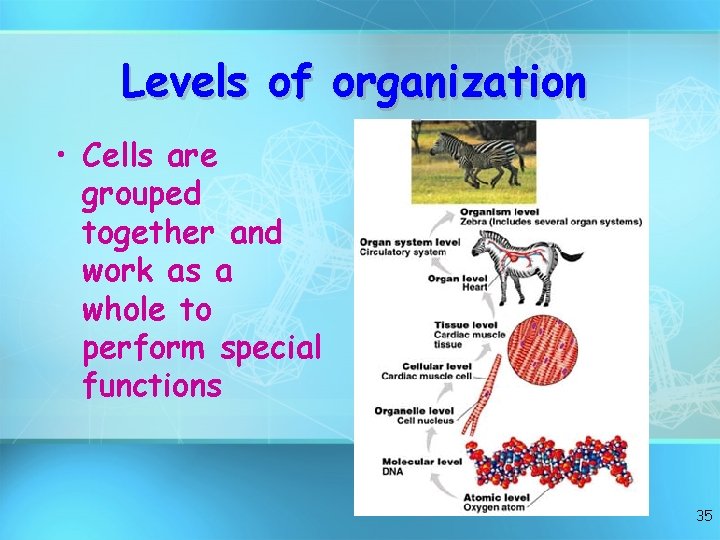 Levels of organization • Cells are grouped together and work as a whole to