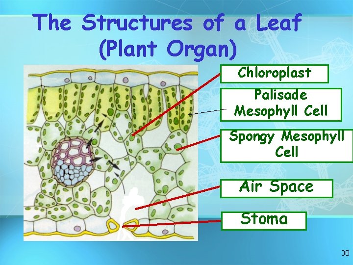 The Structures of a Leaf (Plant Organ) Chloroplast Palisade Mesophyll Cell Spongy Mesophyll Cell