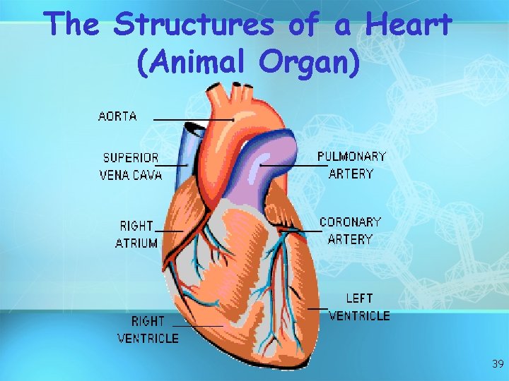 The Structures of a Heart (Animal Organ) 39 