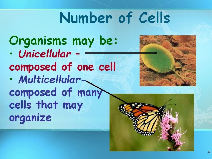 Number of Cells Organisms may be: • Unicellular – composed of one cell •