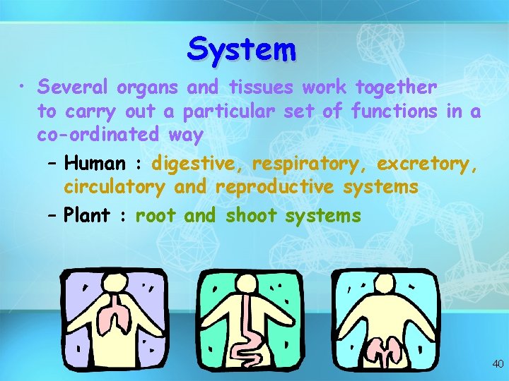 System • Several organs and tissues work together to carry out a particular set