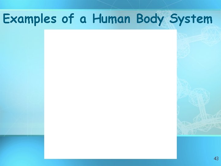 Examples of a Human Body System 43 